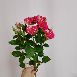 БУКЕТИК