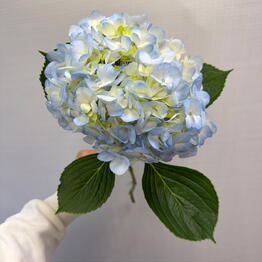 ML_flowers