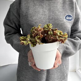 Pocket Jungle