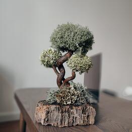 Cetraria