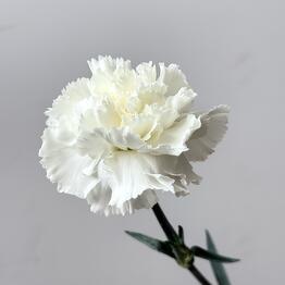 Flowers DG