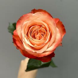 Cvetlandiya