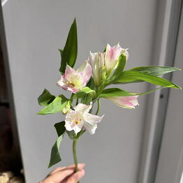 Dalias na Frunze