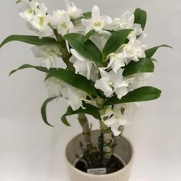 Romashka flowers