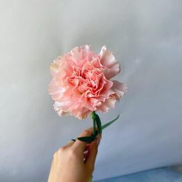 Ева Кос 