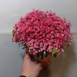Море цветов