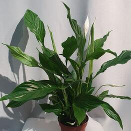 Indoor plant Spathiphyllum