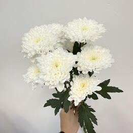 Amore Flowers Komenda