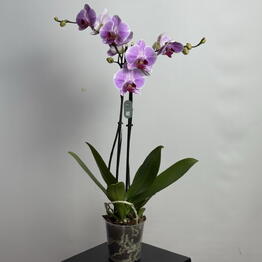 Mi Flor