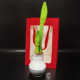 Succulenteria
