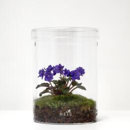 Heis plant