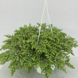 Пилея (Pilea Depressa Hangd)