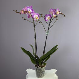 vip flower