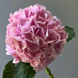 Mono Flowers