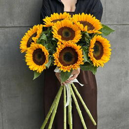 Flowers titan
