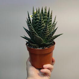 Margaritka