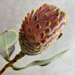 Cvety v kazhdiy dom ot Oleander_flowers