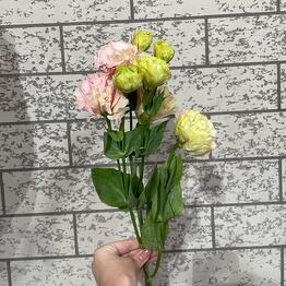 Alisa flowers 