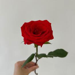 Flor-Artist