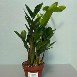 ЗАМИОКУЛЬКАС ( ZAMIOCULCAS 12/50)