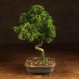 LuxuryPlants
