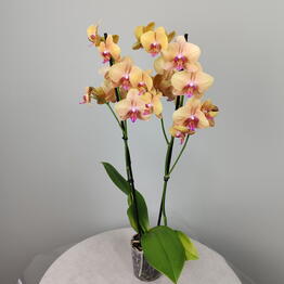 FLOflowers x Zyuzino