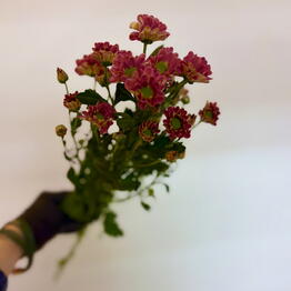 Flowershop