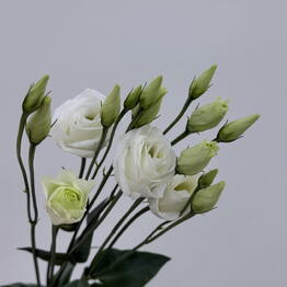 Edelda Flowers