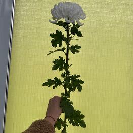 flower stories