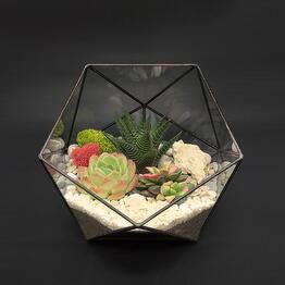 Succulenteria