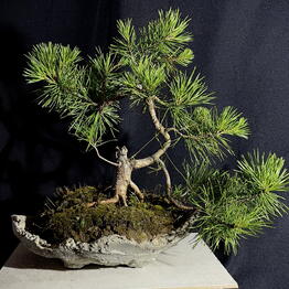 Leshnik Bonsai