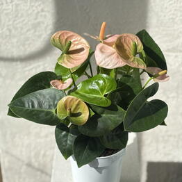 RoNi Flower Boutique