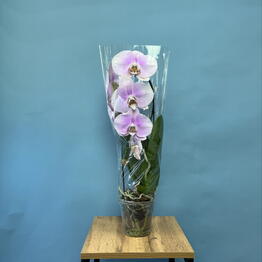 Цветы