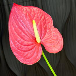OCR FLOWERS