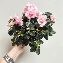 Eva Flowers