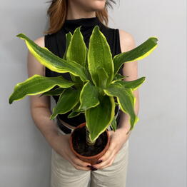 Ellie flowers 