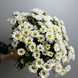 Lantana