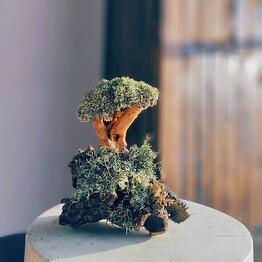 Cetraria