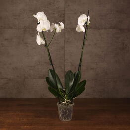 LuxuryPlants