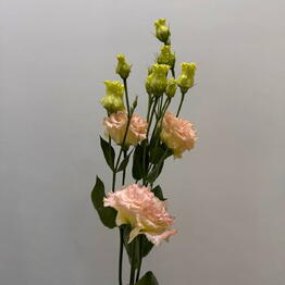 17flowers