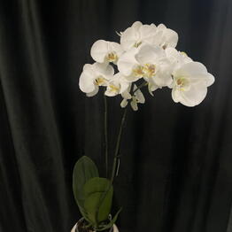AlstroMariA flowers