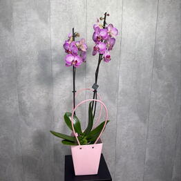 Tropi Decor студия озеленения