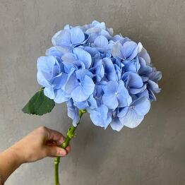 GARDENiYa