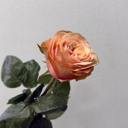 MOOD FLOWERS