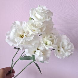 FLOWIA