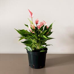 Musa Plants