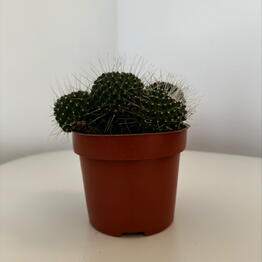 Pilea 
