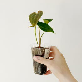 Leaf to live