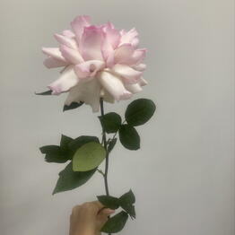 BLUME