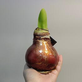 Маргаритка